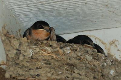 Barn Swallow (Hirundo rustica) baby by Neal Addy Gallery