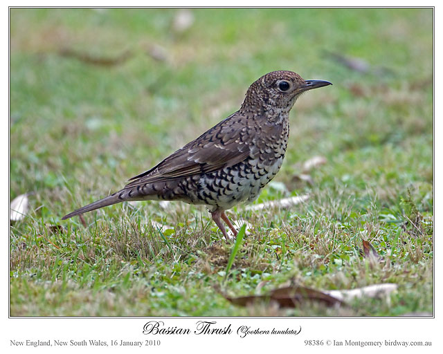 Bassian Thrush (Zoothera lunulata) by Ian
