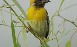 Bird-watching Devotional Activity