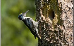 Birds and Forest&nbsp;Fires