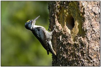 Black-backed Woodpecker (Picoides arcticus) by Daves BirdingPix
