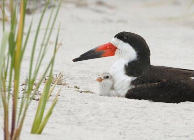 Black Skimmer (Rynchops niger) by J Fenton