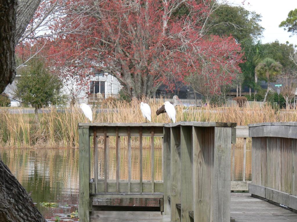 Cattle Egrets and Juvenile White Ibis at N Lake Howard