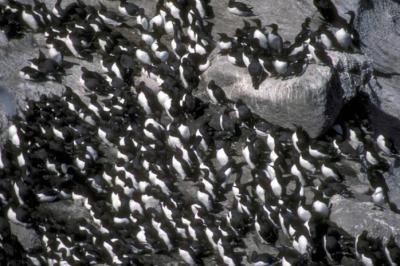 Common Murre (Uria aalge) colony ©USFWS 