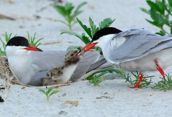 Common Tern (Sterna hirundo) by J Fenton