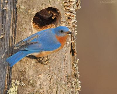 Eastern Bluebird (Sialia sialis) by J Fenton