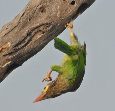 Brown-headed Barbet (Psilopogon zeylanica) by Nikhil Devasar
