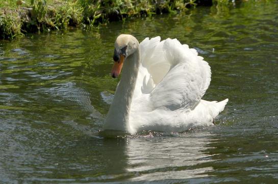 Swan (Cygnus olor)II at Bok Tower By Dan'sPix