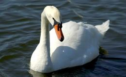 Mute Swans – From&nbsp;AviBirds