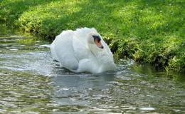 Child’s Book of Water Birds ~ The&nbsp;Swan