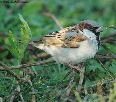 House Sparrow (Passer domesticus) by Nikhil Devasar