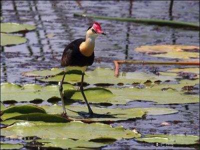 Comb-crested Jacana (Irediparra gallinacea) by Ian's Birdway