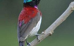 Birds of the Bible – Foundation #2 –&nbsp;Updated