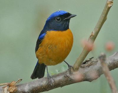 Rufous-bellied Niltava (Niltava sundara) by Nikhil Devasar