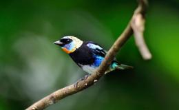 Sunday Inspiration –&nbsp;Tanagers