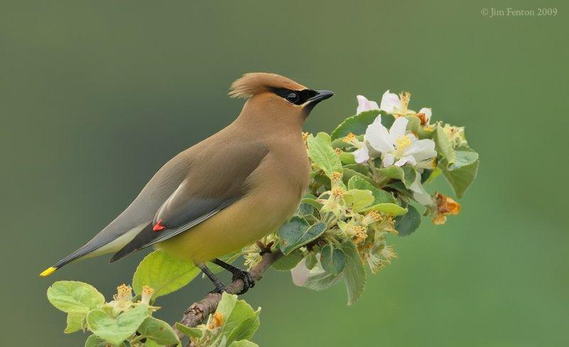 Cedar Waxwing (Bombycilla cedrorum) by J Fenton