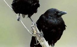 Farmer’s Scarecrow Protect A&nbsp;Corn-Field