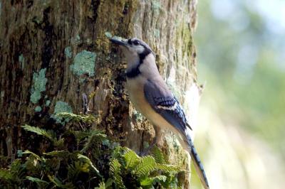 Blue Jay (Cyanocitta cristata) at Bok Tower By Dan'sPix