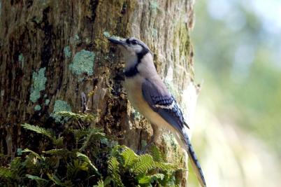 Blue Jay by Dan at Bok Tower