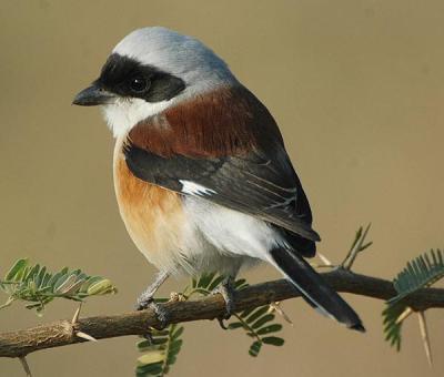 Bay-backed Shrike (Lanius vittatus) by Nikhil Devasar