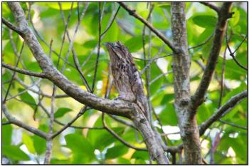 Common Potoo (Nyctibius griseus) by Daves BirdingPix