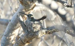 Tickle Me Tuesday –&nbsp;Hummingbirds