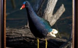 Lee’s Five Word Friday –&nbsp;2/17/17