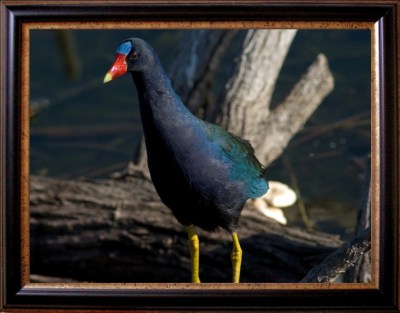 Framed Purple Gallinule by Dan