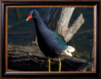 Framed_Gallinule-C Framed Purple Gallinule by Dan