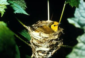 Hooded Warbler (Wilsonia citrina) ©USFWS