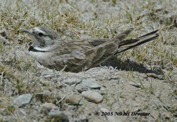 Horned Lark (Eremophila alpestris) on nestby Nikhil Devasar