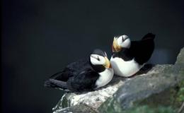 Avian Kinds on the Ark – Birds&nbsp;Embarking