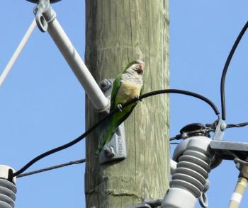 Monk Parakeet (myiopsitta-monachus) by Lee Monk Parakeet (myiopsitta-monachus) by Lee