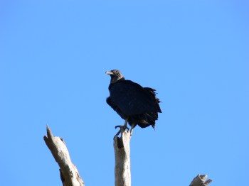 Turkey Vulture at Circle B by Lee