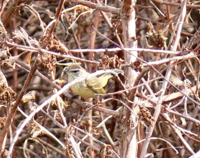 Palm Warbler (Setophaga palmarum) yellow by Lee