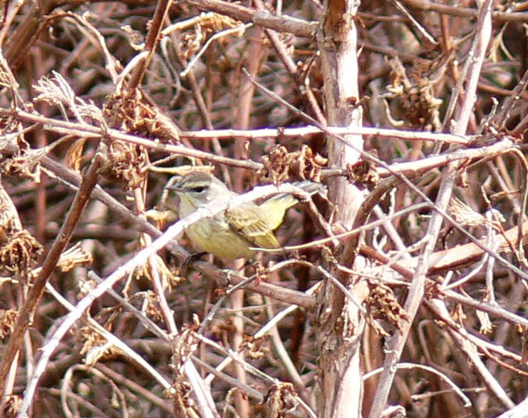 Palm Warbler (Setophaga palmarum) yellow by Lee