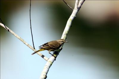 Palm Warbler by Dan