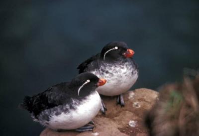 Parakeet Auklet (Aethia psittacula) ©USFWS