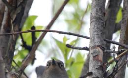 Ms. Theresa’s Thoughts –&nbsp;Nests