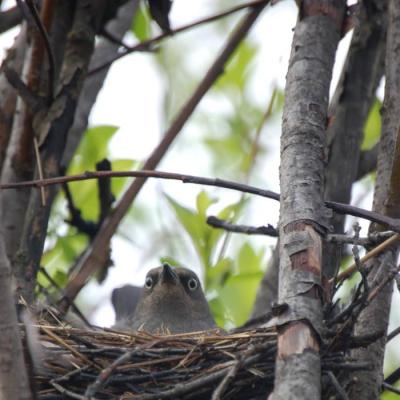 Rusty Blackbird (Euphagus carolinus) on nest ©USFWS