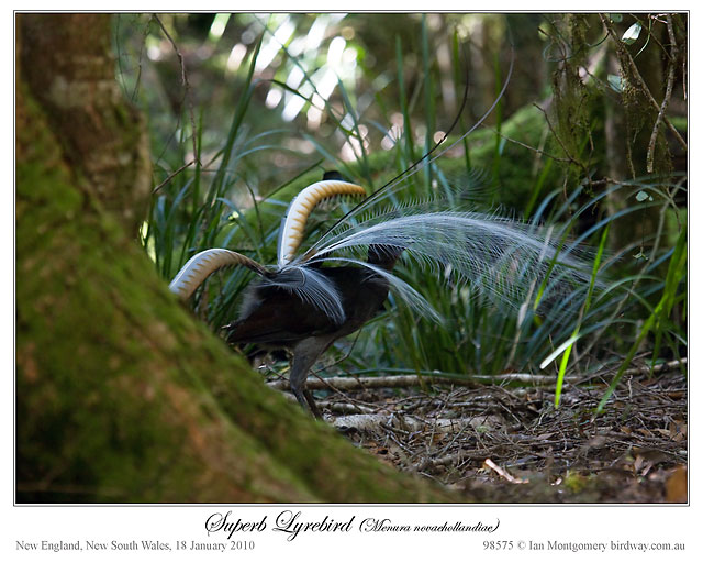 Superb Lyrebird #1