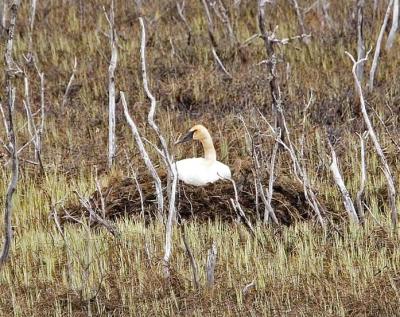 Trumpeter Swan (Cygnus buccinator) on nest ©USFWS