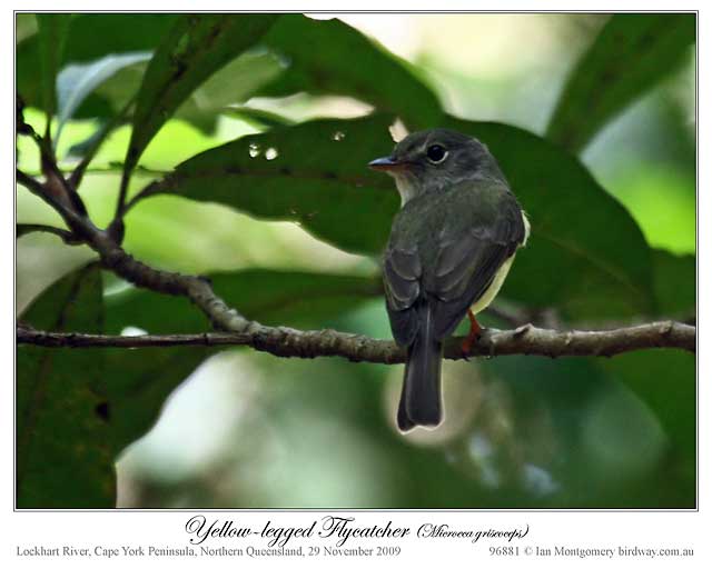 Yellow-legged Flyrobin (Microeca griseoceps) by Ian