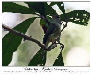 Yellow-legged Flyrobin (Microeca griseoceps) by Ian