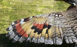 Birds of the Bible – Wing&nbsp;Survey