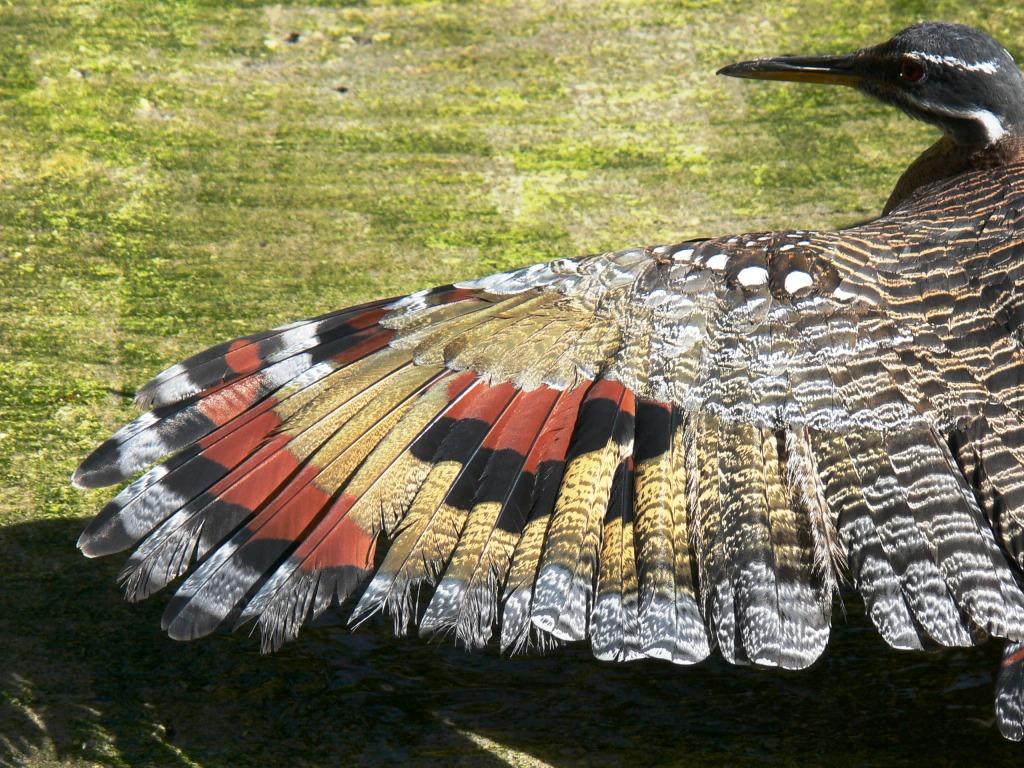 Sunbittern (Eurypyga helias) Left Wing by Lee at Lowry Park Zoo