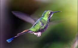 Latest I.O.C. Update is Version 7.2 – Name&nbsp;Changes