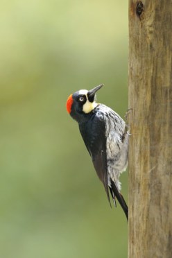Acorn Woodpecker (Melanerpes formicivorus) by Reinier Munguia