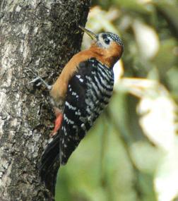 Rufous-bellied Woodpecker (Dendrocopos hyperythrus) by Nikhil Devasar
