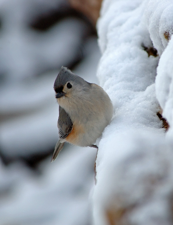 Tufted Titmouse (Baeolophus bicolor) by Ray